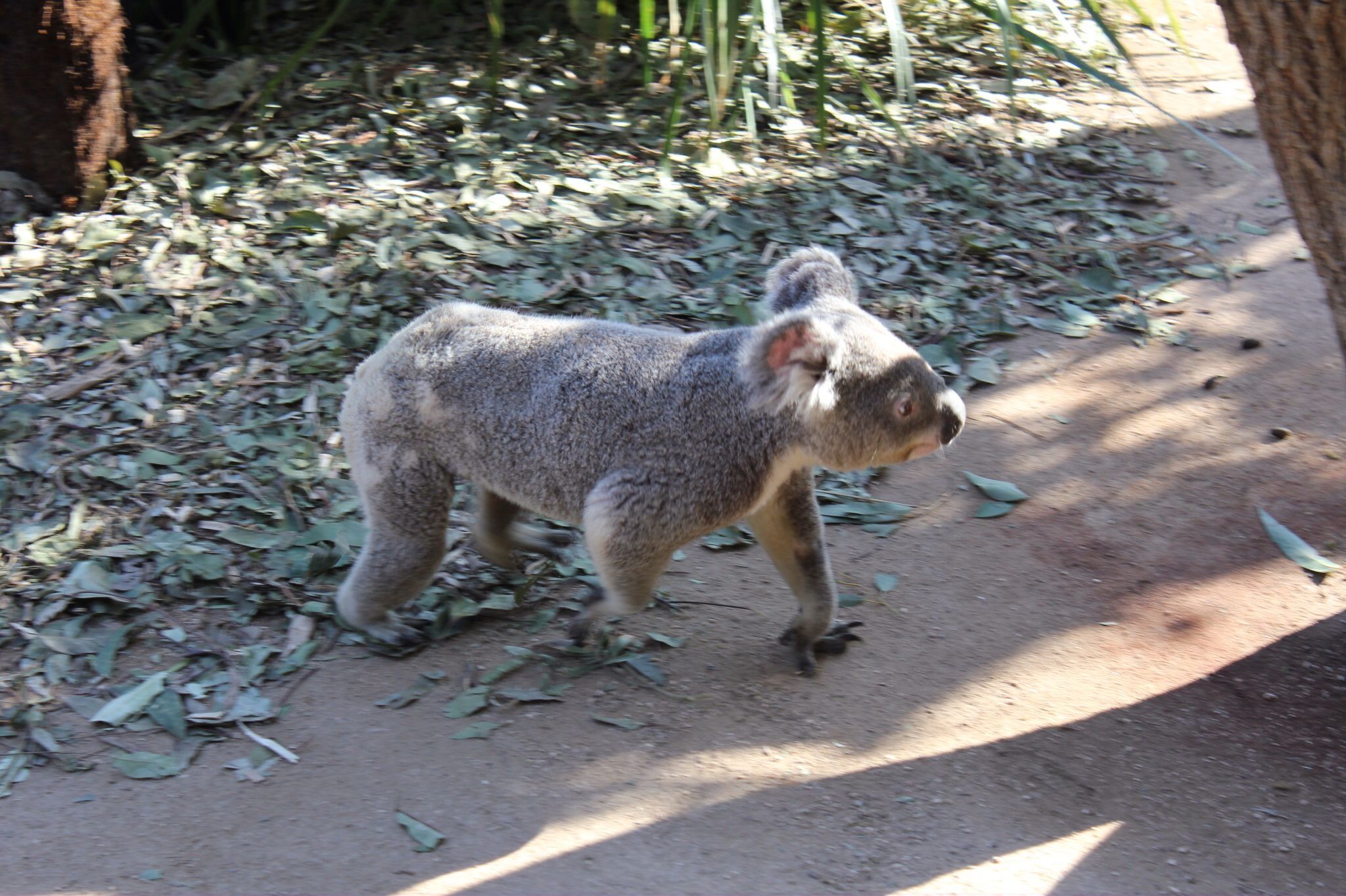9. Aug - Tierisch gut