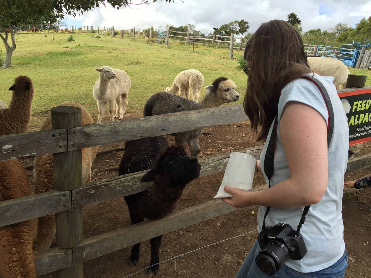 Alpaka und kurvige Straßen
