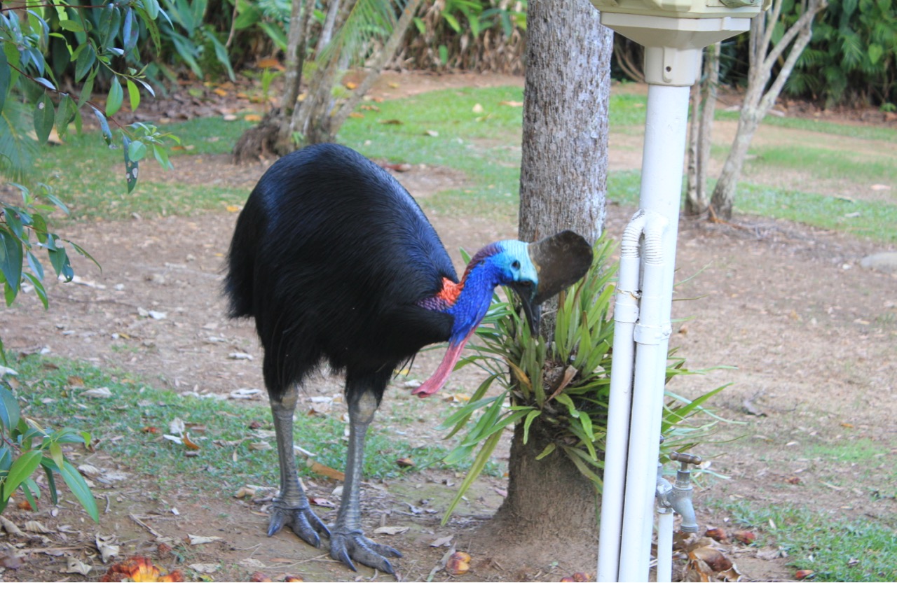 World Cassowary Day
