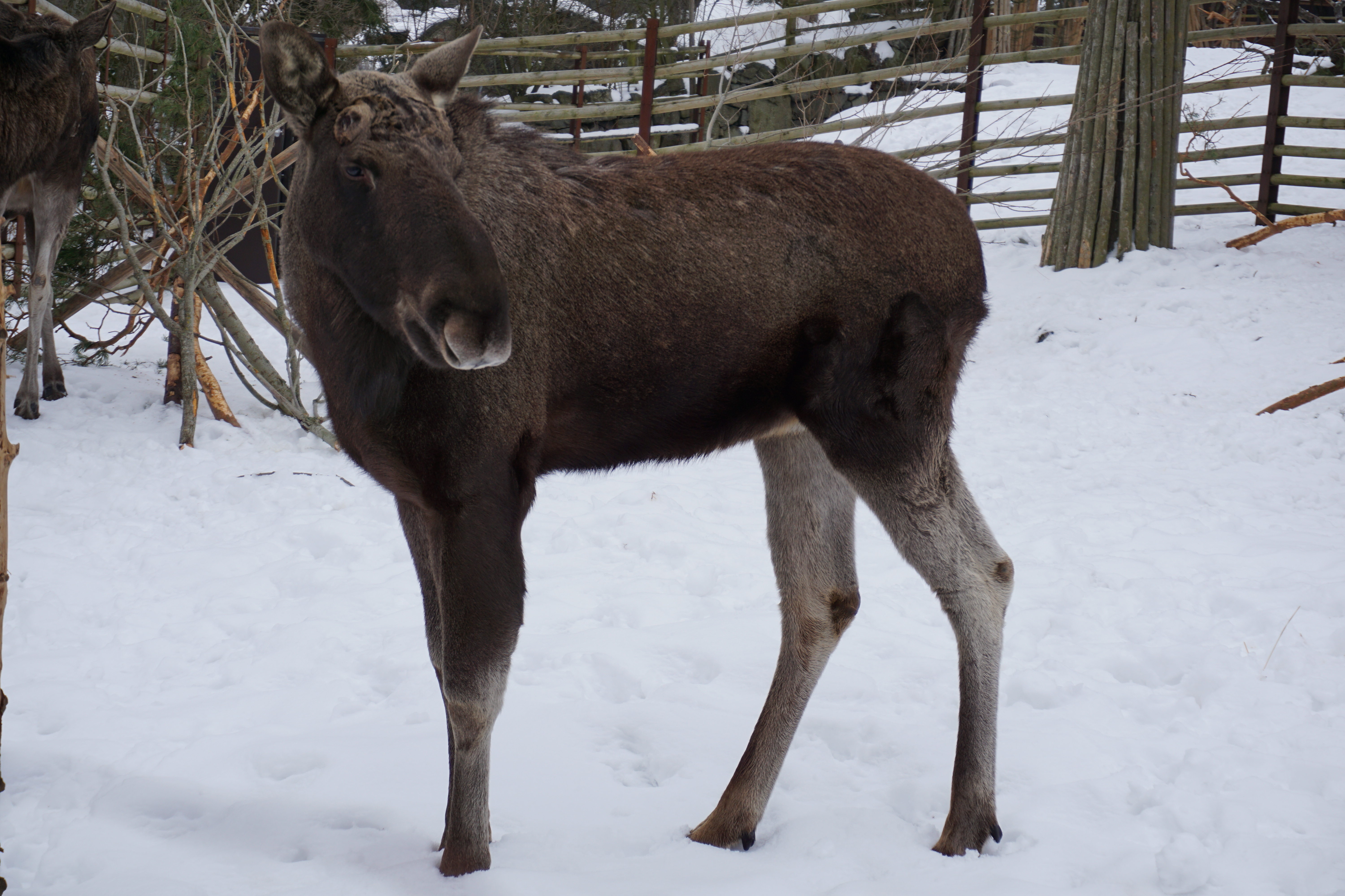 Elche in der Großstadt