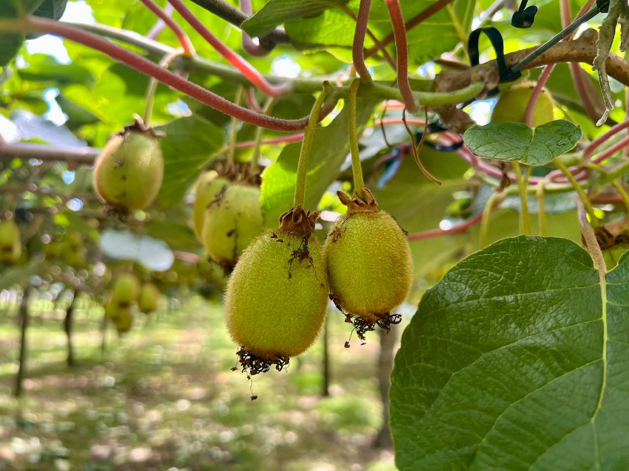 Tag 57 - Re: Tauranga