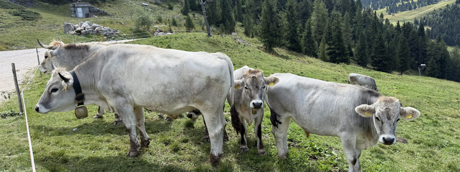 Kühe, Kinderfüße und Kaiserschmarrn