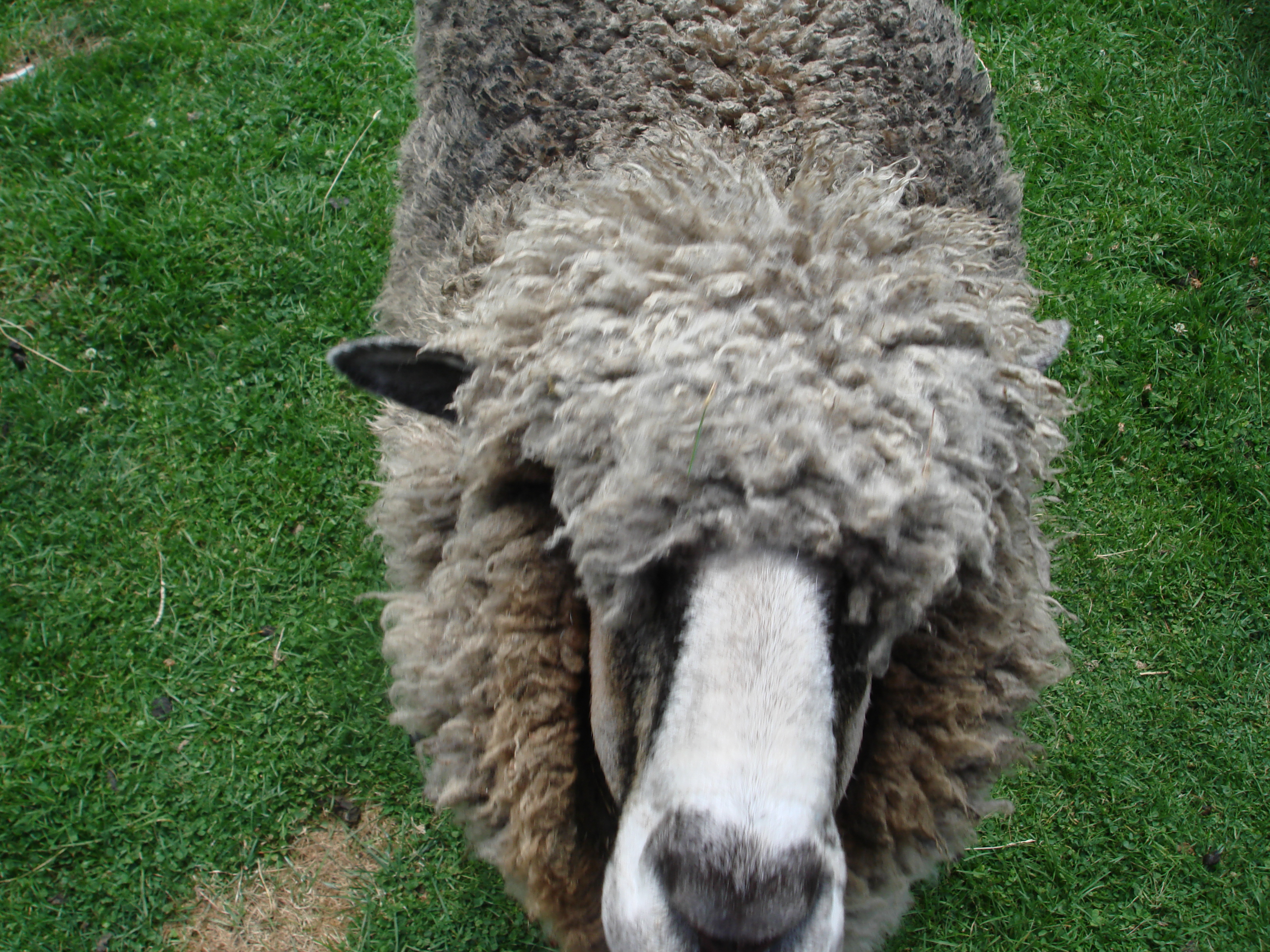 Scha(r)fe Erlebnisse